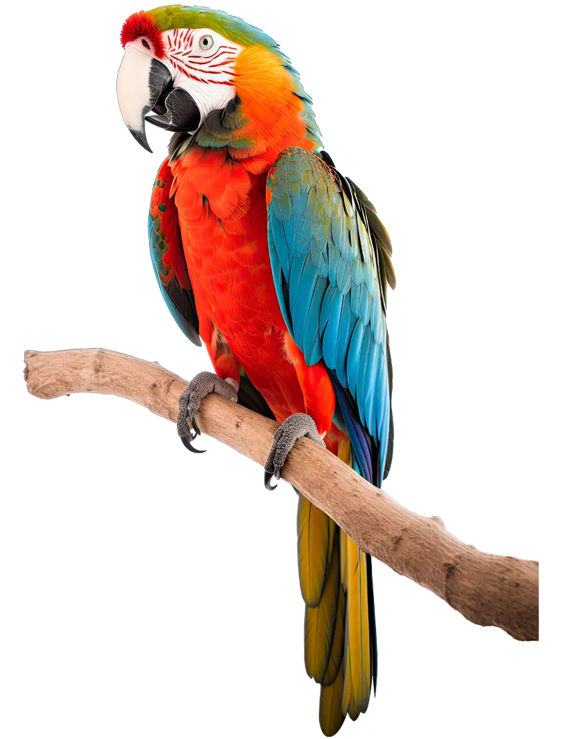 loro-3
