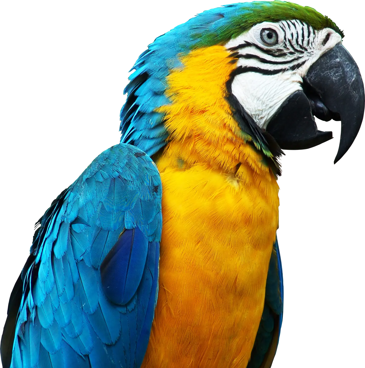 loro-1